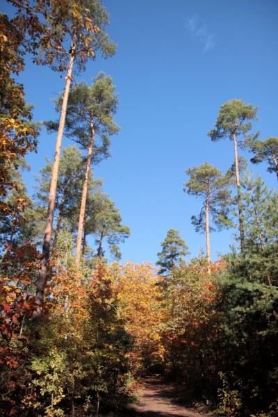 Waldweg