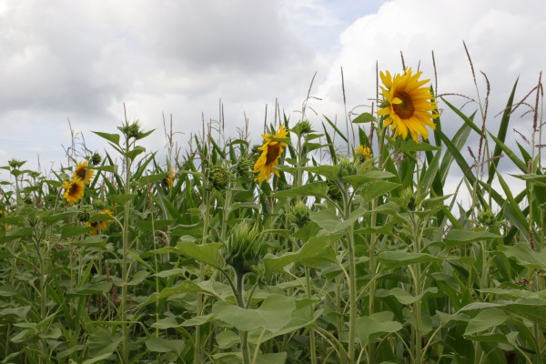 Sonnenblumen