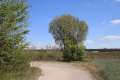 Tiergartenweg