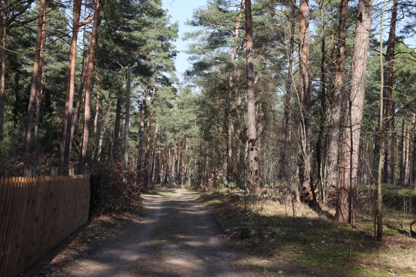 Waldweg