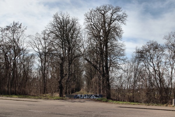 Allee