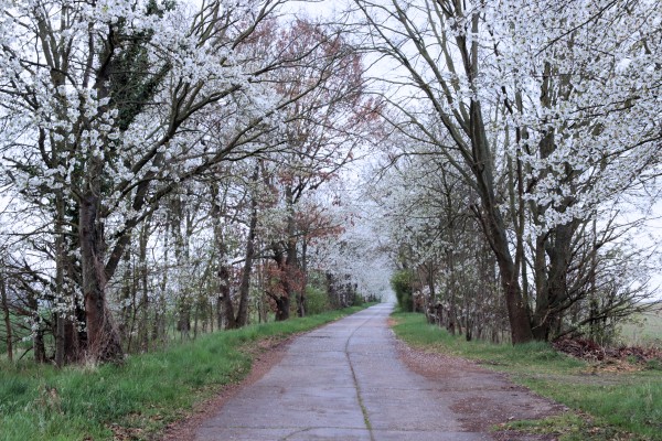 Straße des Friedens