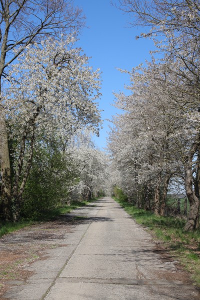 Straße des Friedens