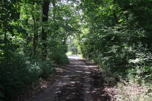 Waldweg