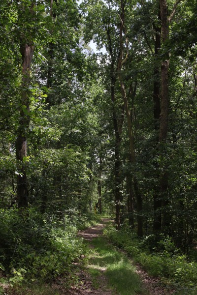 Waldweg