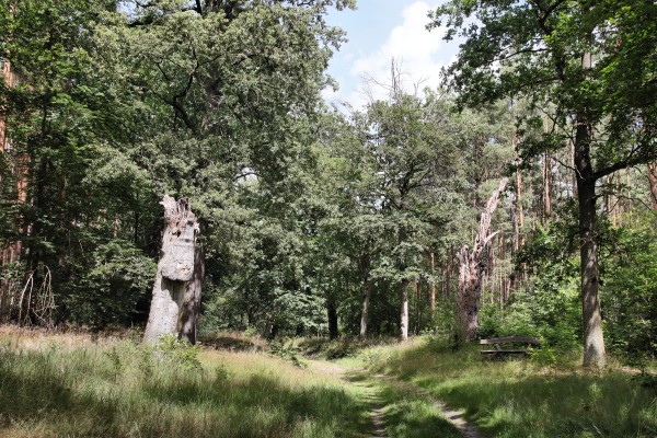 Waldweg