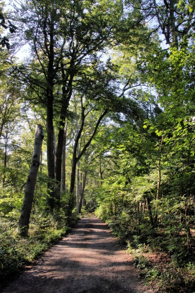 Waldweg