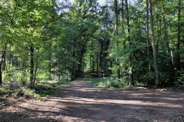 Waldweg