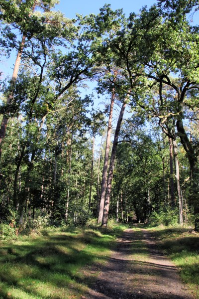 Waldweg