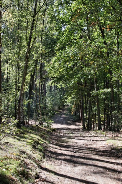 Waldweg