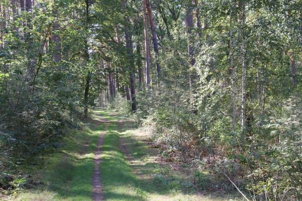 Waldweg