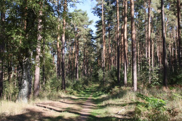 Waldweg