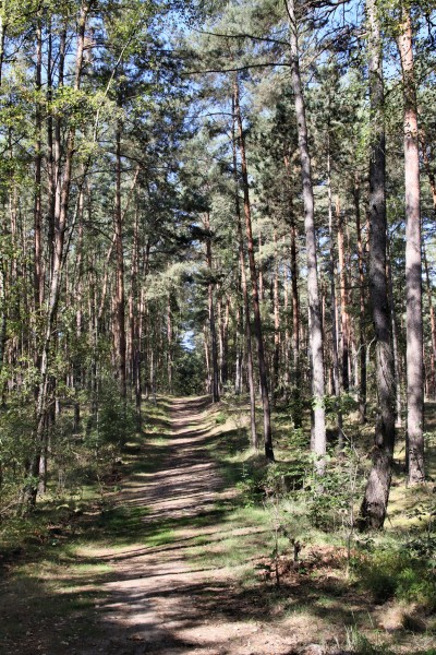 Waldweg
