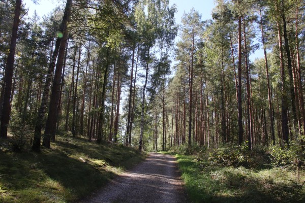 Waldweg