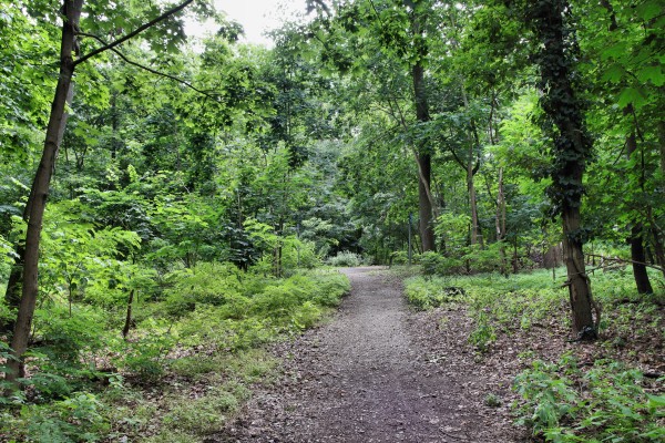 Waldweg