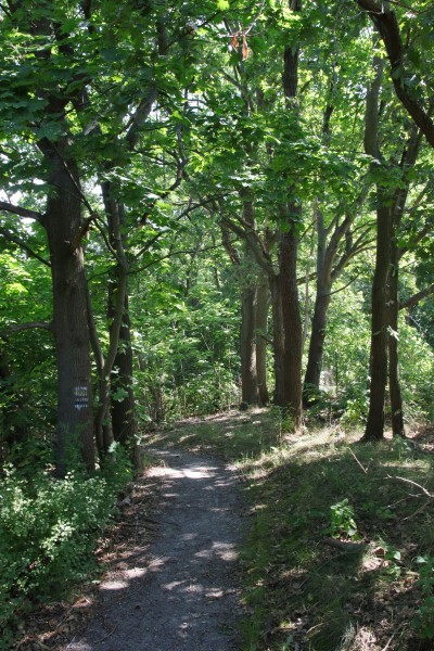 Waldweg