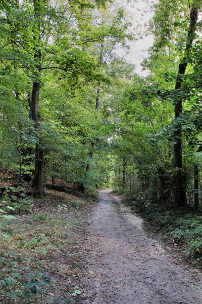 Waldweg