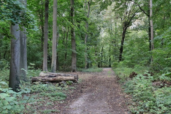 Waldweg