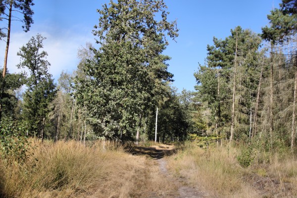 Waldweg