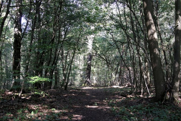 Waldweg