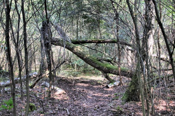 Waldweg