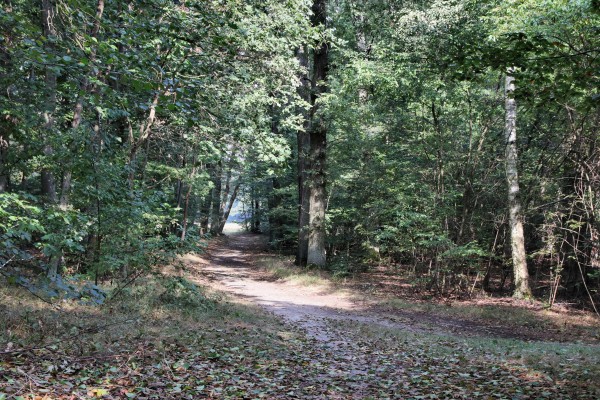 Waldweg