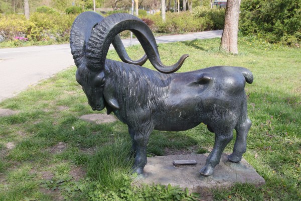 Angoraziegenbock