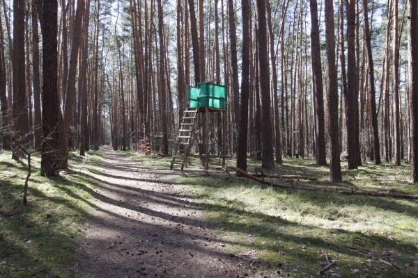 Waldweg