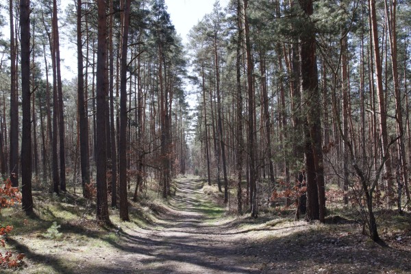 Waldweg