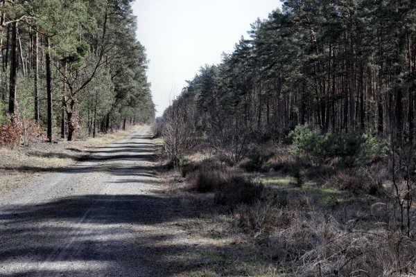 Waldweg