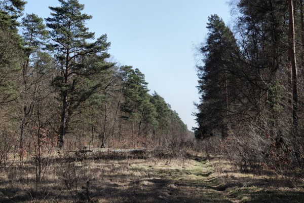 Waldweg