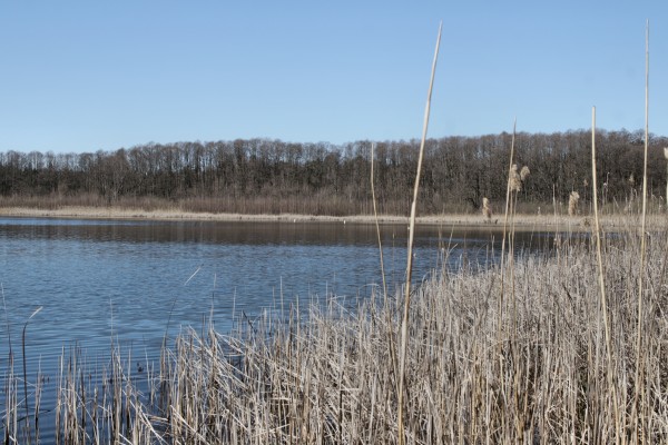 Gorinsee