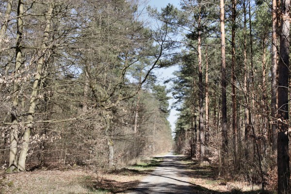 Waldweg