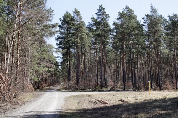 Waldweg