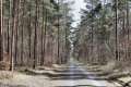 Waldweg