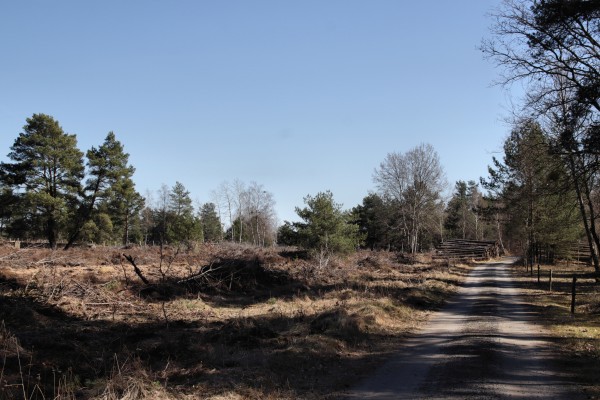Waldweg