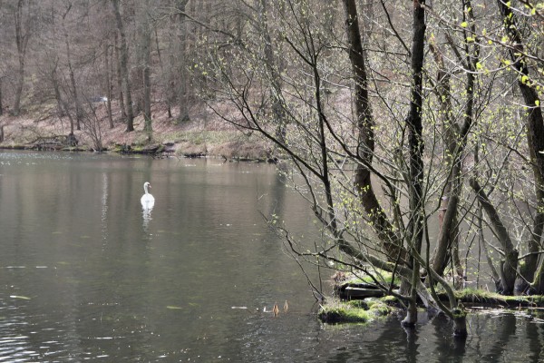 Obersee