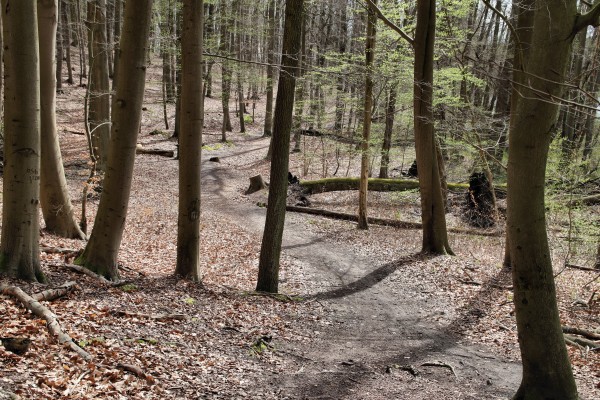 Waldweg