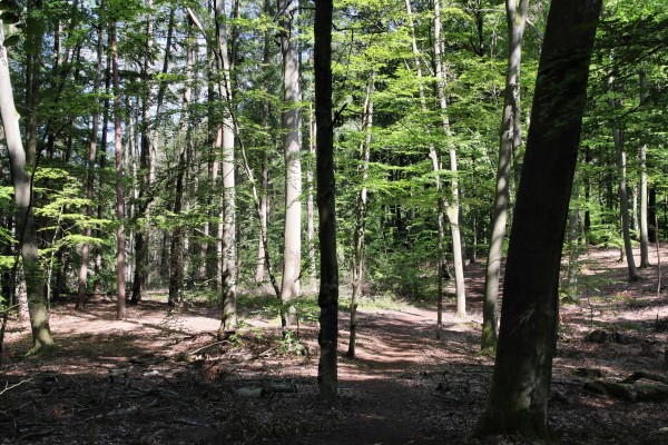 Waldweg