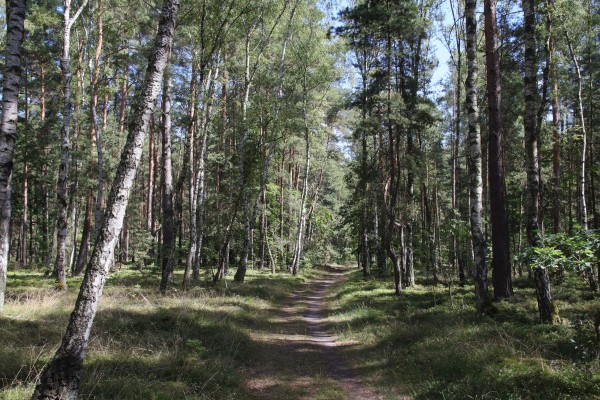 Waldweg