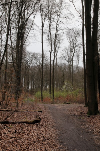 Waldweg