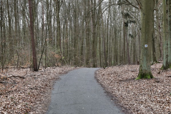 Waldweg