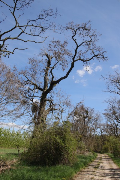 Akazienallee