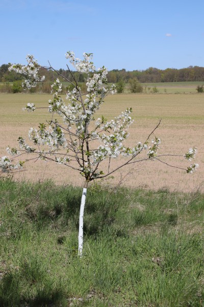 Apfelbaum