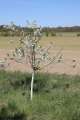 Apfelbaum