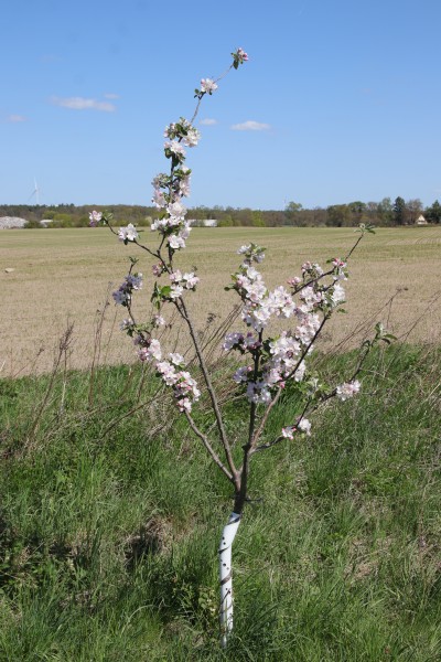 Apfelbaum