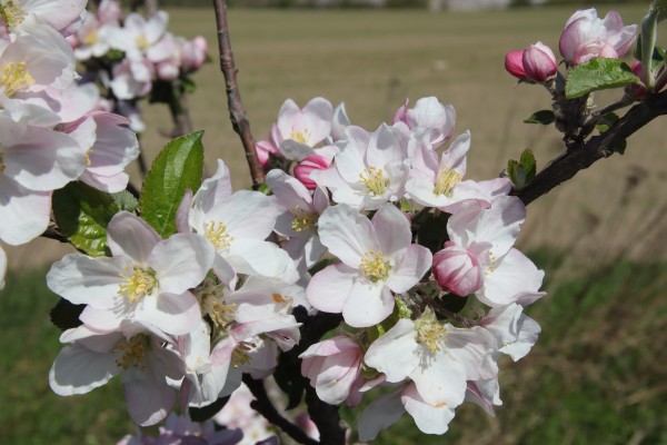 Apfelblüten