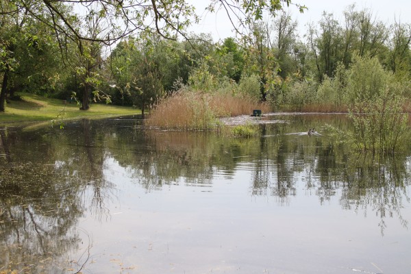 Dorfteich