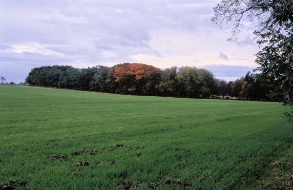 Feldflur
