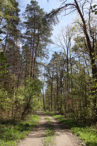 Waldweg